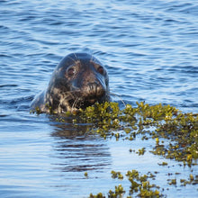 Load image into Gallery viewer, Adoption and Wild Seal Supporter Pack