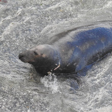 Load image into Gallery viewer, Adopt a seal born in Cornwall