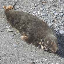 Load image into Gallery viewer, A Cornish seal commuter adoption