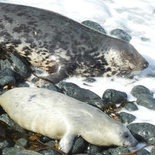 Load image into Gallery viewer, Adopt a Welsh seal mum