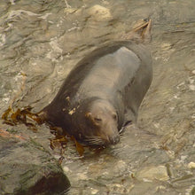 Load image into Gallery viewer, Adopt a seal in Devon