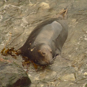 Adopt a seal in Devon