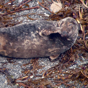 Seal adoptions help marine conservation