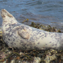 Load image into Gallery viewer, Our rescued wild seal adoption