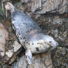 Load image into Gallery viewer, Adopt a seal in the UK