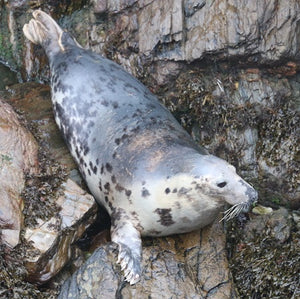 Adopt a seal in the UK